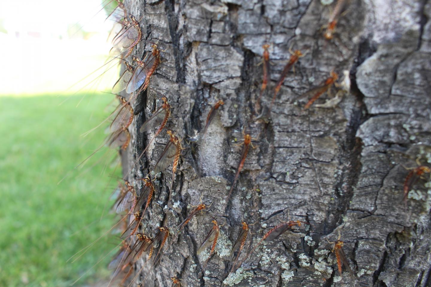 Adult mayflies following an em [IMAGE] EurekAlert! Science News Releases