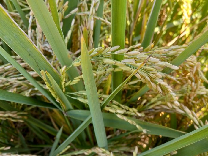 weedy rice close-up