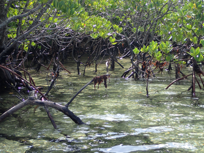 The mangrove species used in this study— Rhizophora stylosa