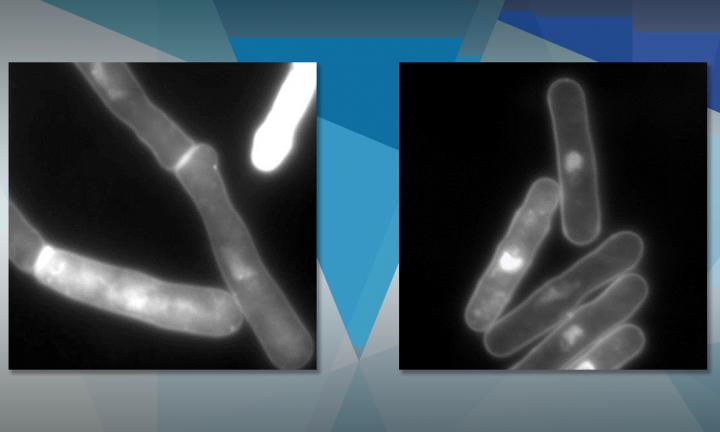 Fission Yeast before and after Rapamycin Treatment