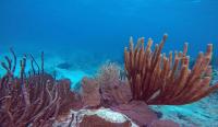 Sea Fans Colonizing Dead Stony Corals