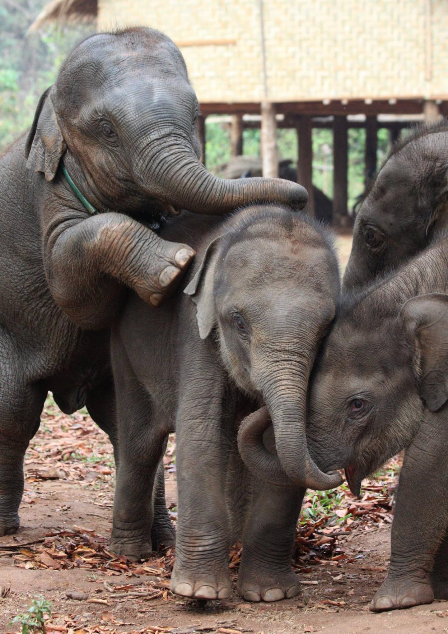 Baby Elephants