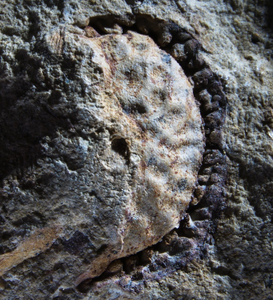 Cretaceous fruit