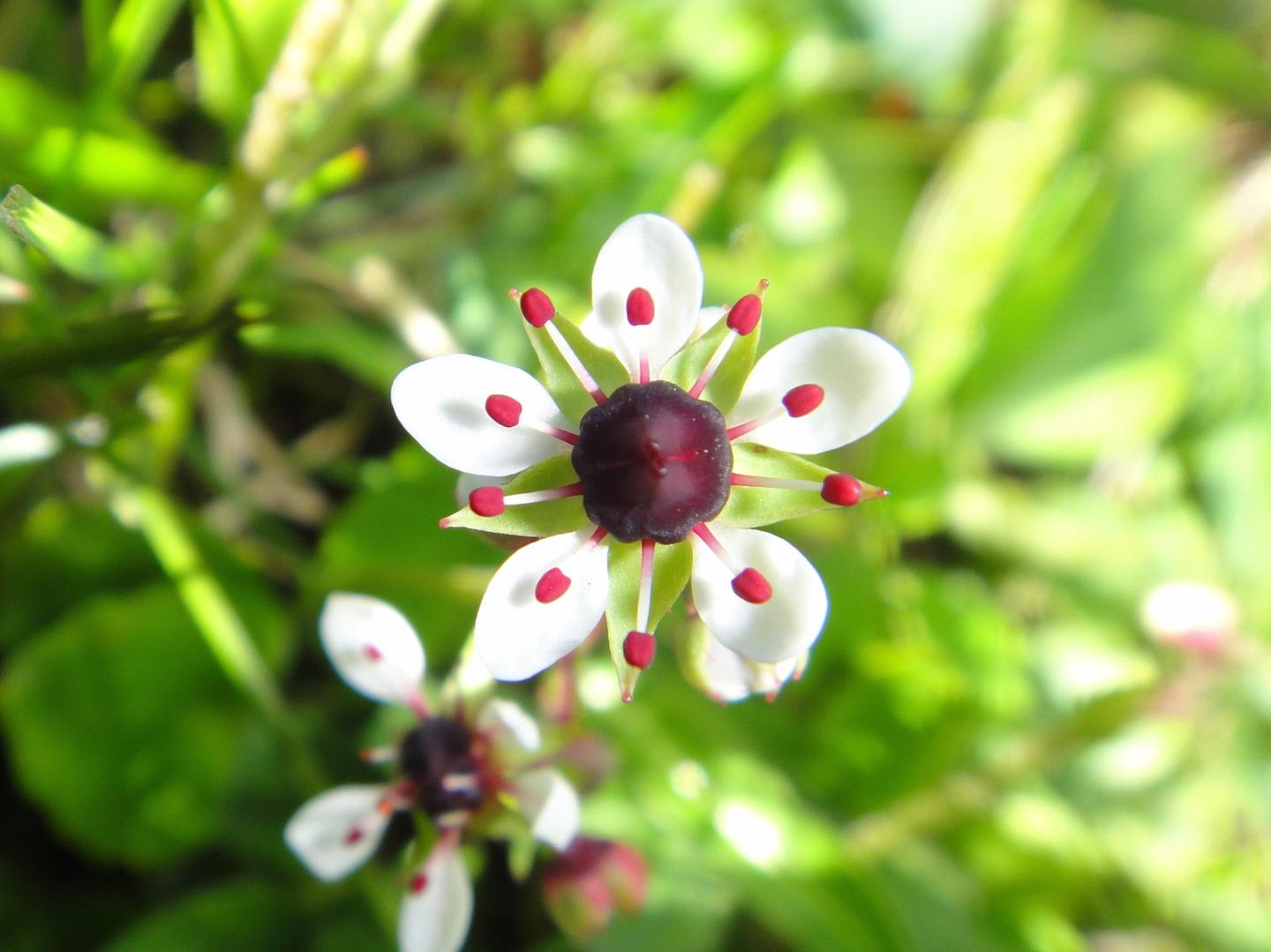 Former Wallflowers Became Globetrotters