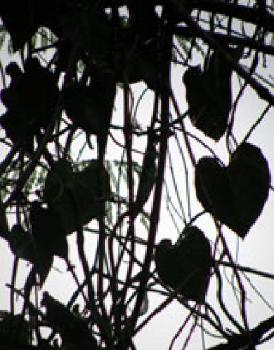 A Tangled Web in a Tropical Forest