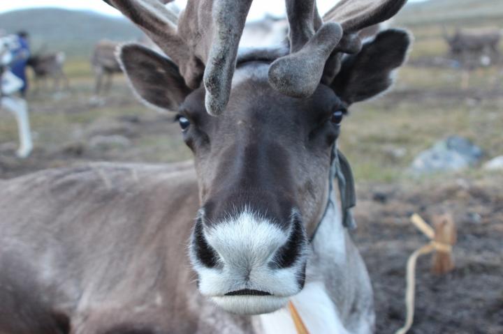 Reindeer Closeup