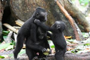 macaque infants