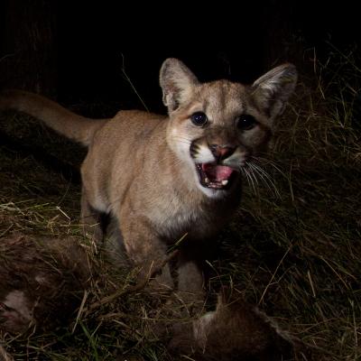 Mountain Lion Kittens on a Kill