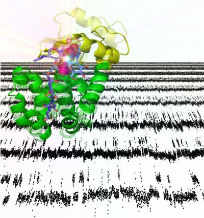 Nanotubes Used to Monitor Protein Folding (1 of 2)