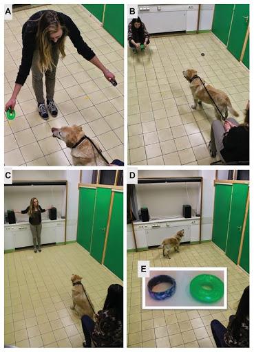 Experimental set-up for dog's behaviour's researche