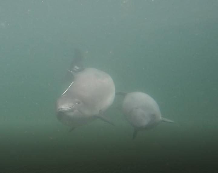 porpoises