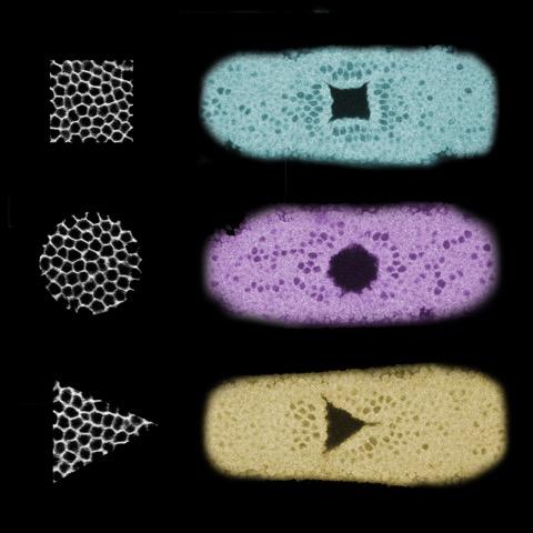Three Examples of New Tissue Shapes Constructed with Light