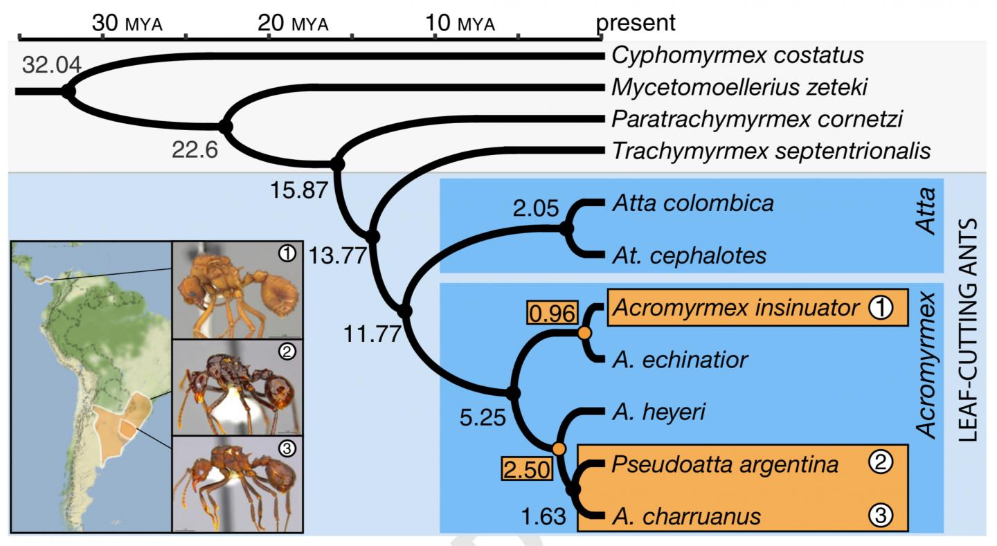 Divergence of ant social parasites
