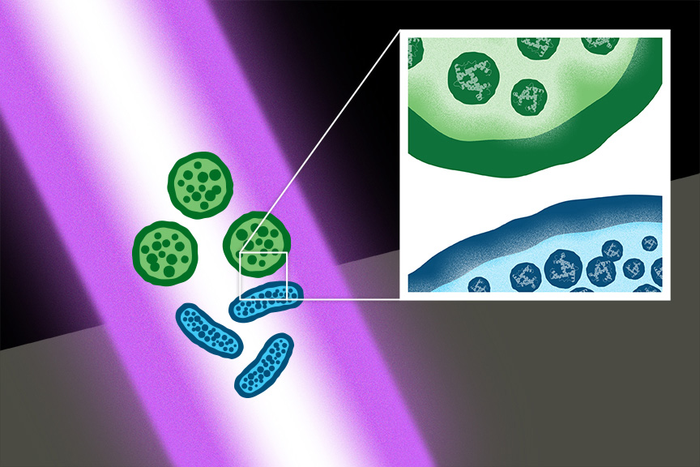 Ultrashort-pulse laser and bacteria