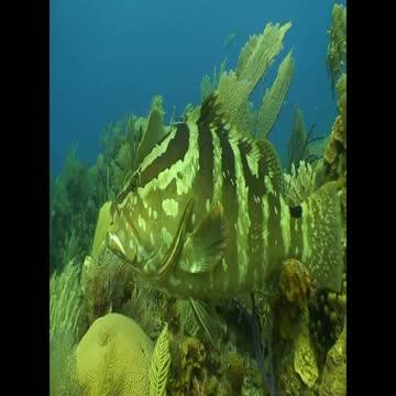 Uncovering Caribbean Coral Resilience, As Aid | EurekAlert!