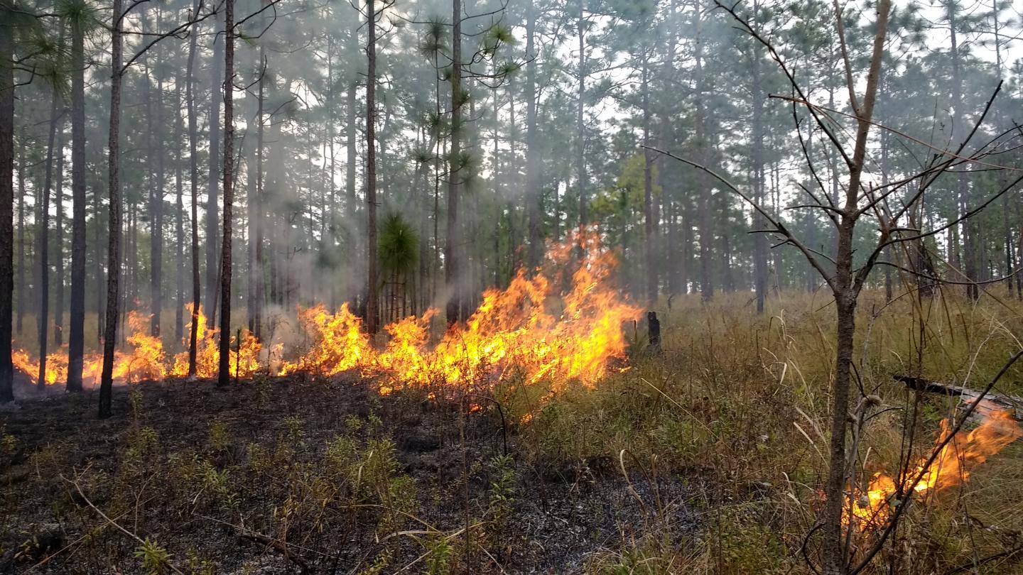 Fire in Pine Savanna [IMAGE] EurekAlert! Science News Releases