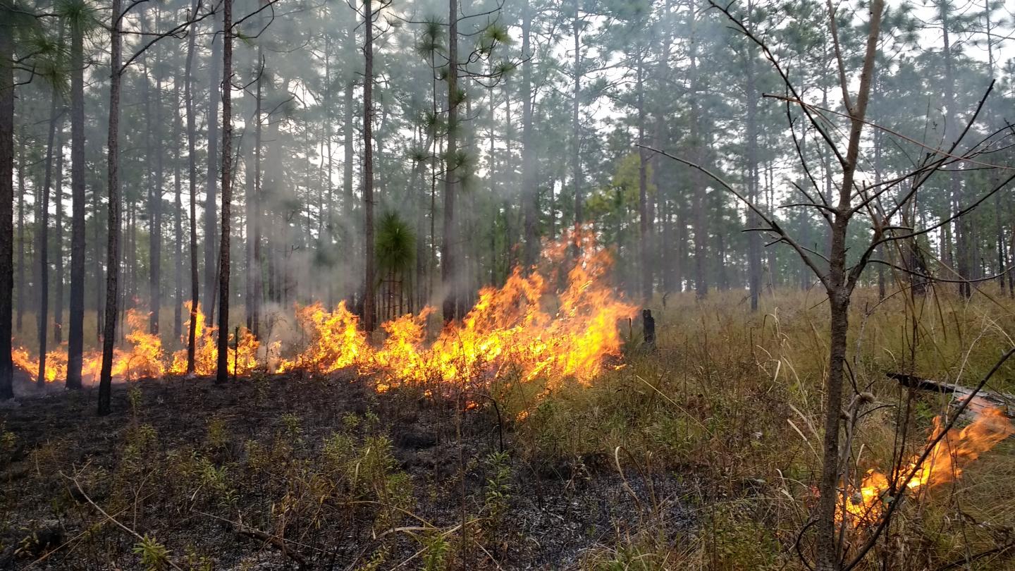 Fire in Pine Savanna