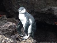Galapagos Penguin Fledgling