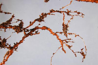 <i>Meloidogyne mali</i>