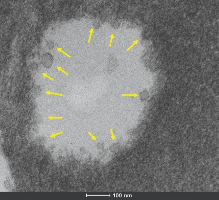 Isolated Exosomes