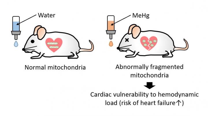 Cardiac Vulnerability to Hemodynamic Load in Mice