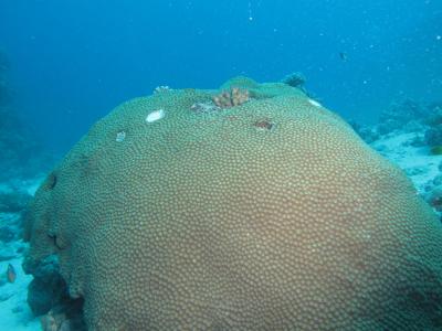 Corals in the Red Sea Can't Take the Heat (2 of 6)