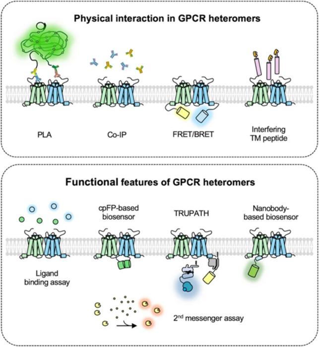 Graphical Abstract