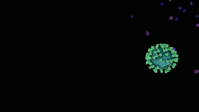 Nanobodies attaching to the SARS-CoV-2 virus 'spike' protein