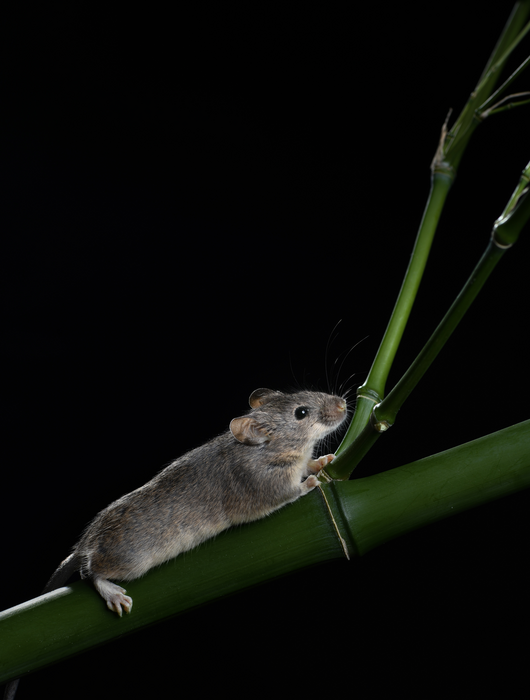 Researchers engineer first sustainable chromosome changes in mice