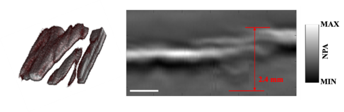 3-D and depth image of water distribution in fresh salmon samples.