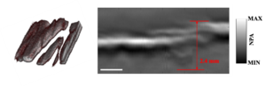 3-D and depth image of water distribution in fresh salmon samples.