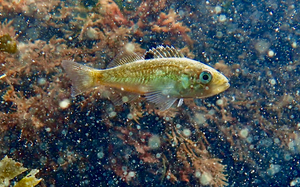 Juvenile black rockfish