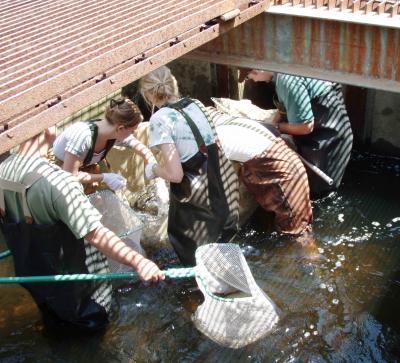 Sea Lamprey Capture