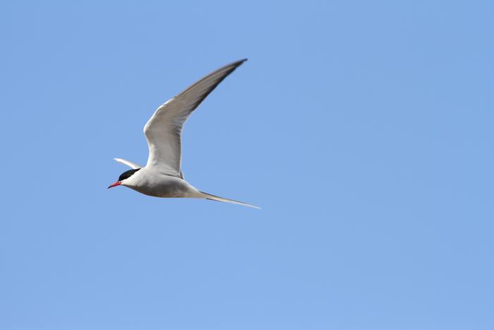 Arctic Tern, Alaska