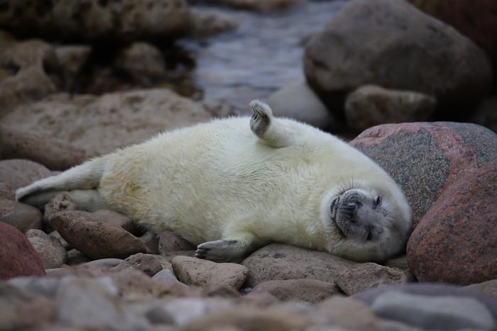 Grey seal pup