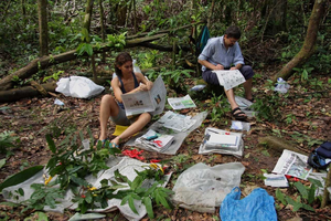 Collecting fern specimens