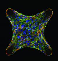 Multicellular Architecture Regulates Cellular Function (2 of 2)