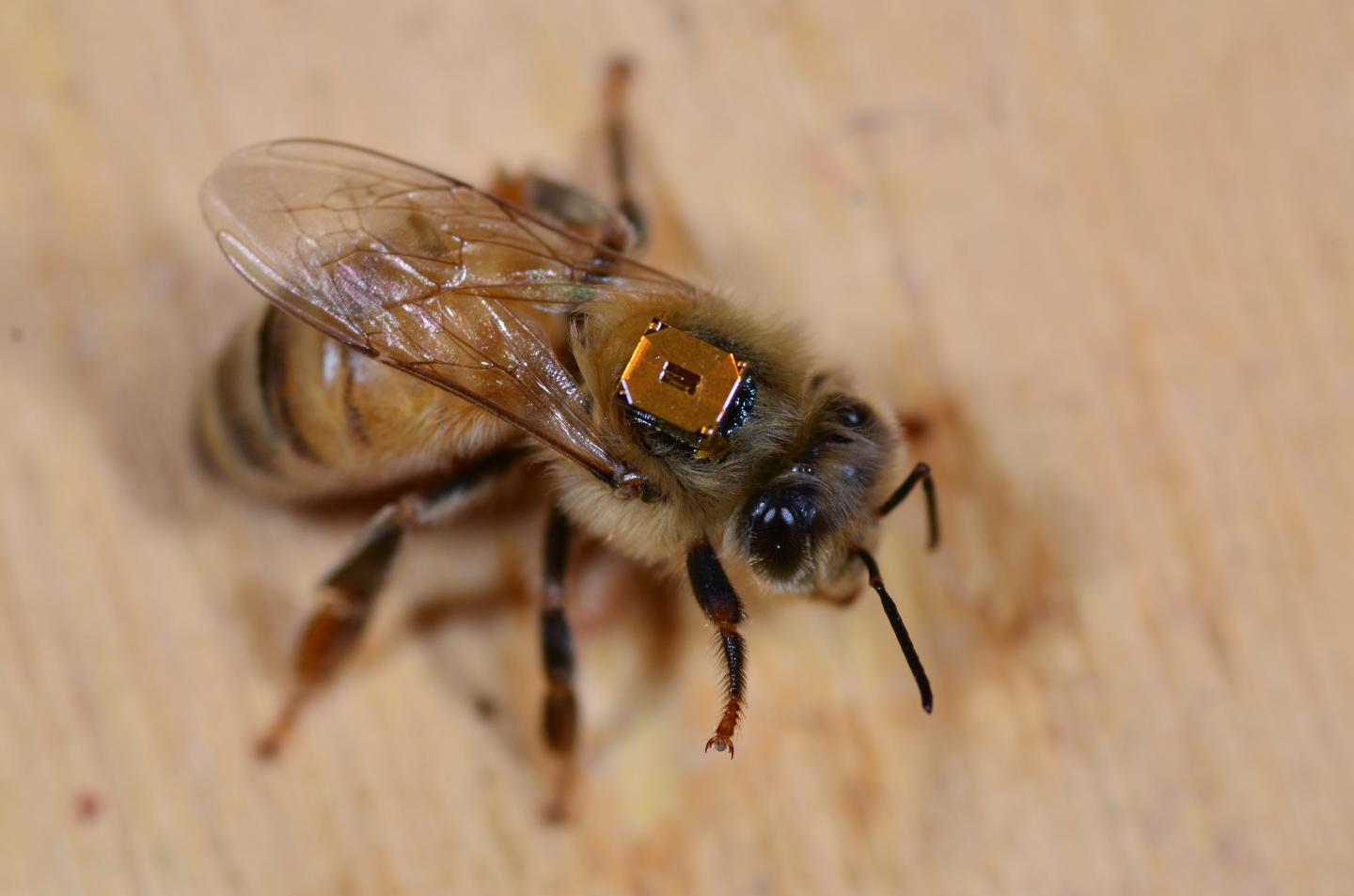 Field Tests Show Sustained Neonicotinoid Exposure Negatively Affects Bees