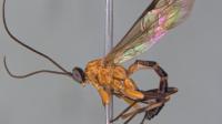 <em>Polysphincta bonita</em> Wasp
