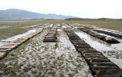 Research Site in Netarts Bay, Ore., at Low Tide; Rows of Bags Contain Seed Oysters