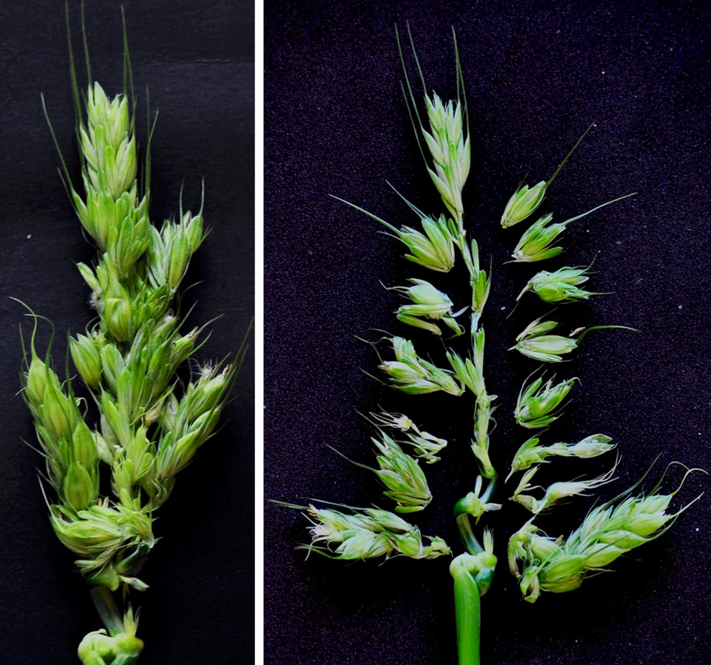 Branched barley spike