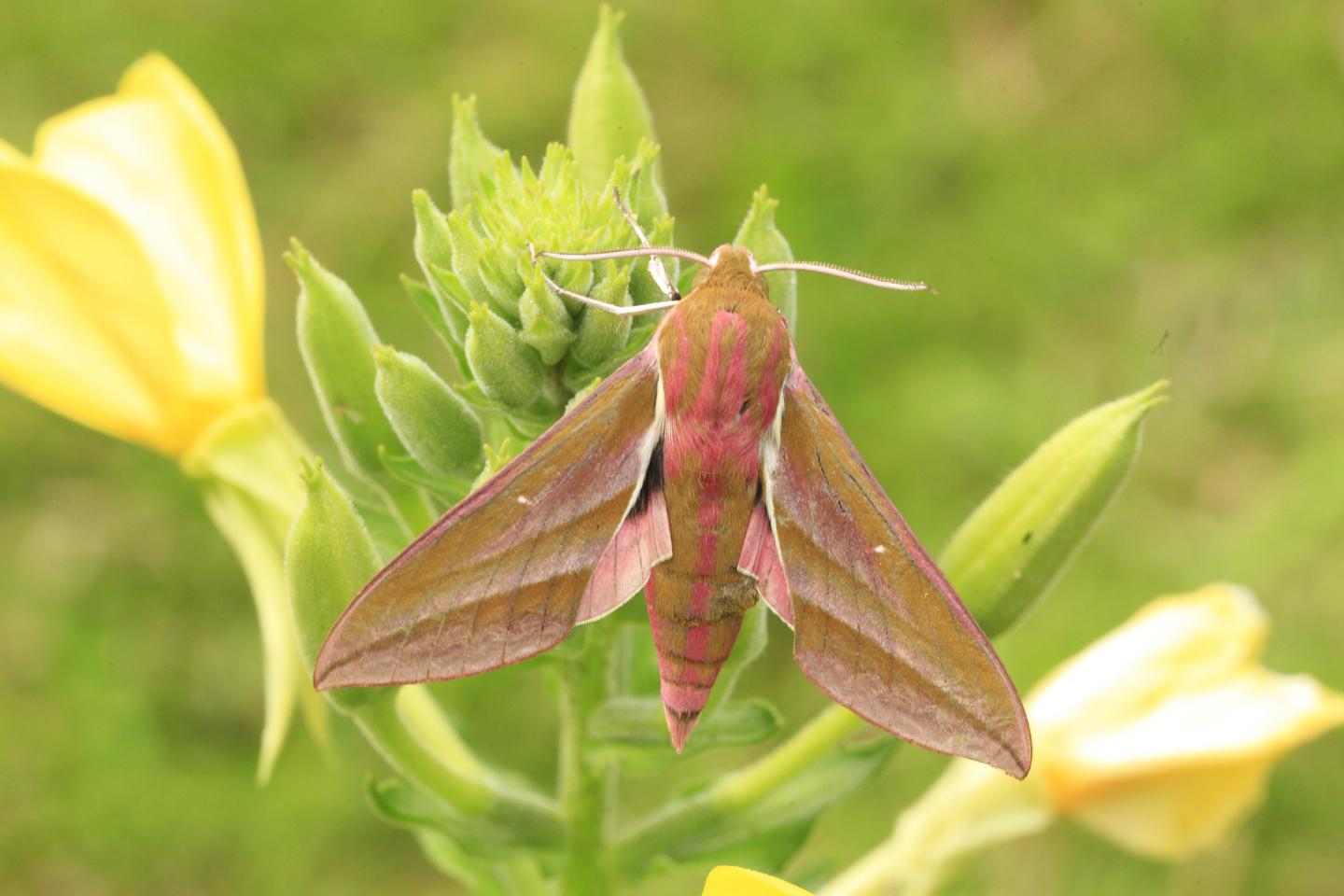 Elephant hawkmoth