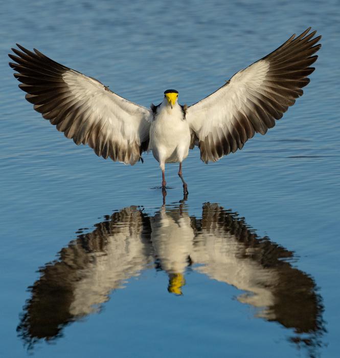 lapwing reflection