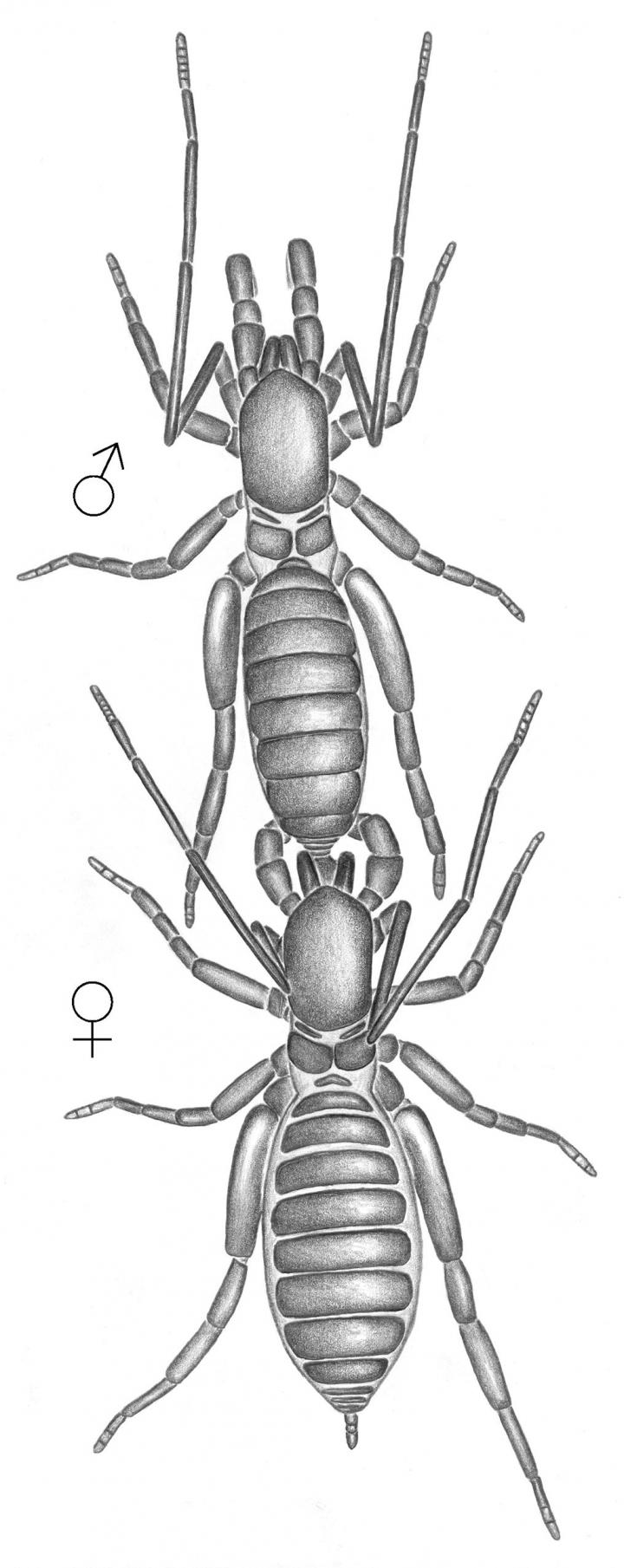 New Short-Tailed Whip Scorpion [IMAGE] | EurekAlert! Science News Releases