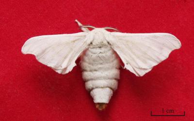 Unlocking the Secrets of the Silkworm (4 of 5)