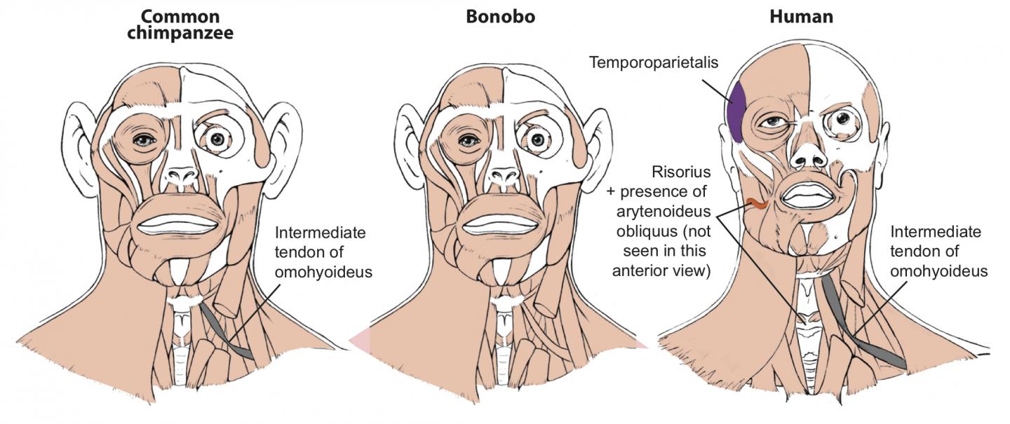 Head Muscles of Common Chimpanzees, Bonobos and Humans Are Very Similar