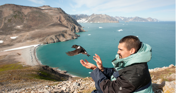 Flight of a little auk equipped with a GLS system (eastern Greenland).