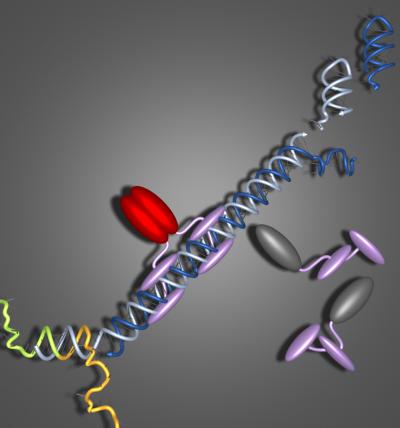 Small Conditional RNAs