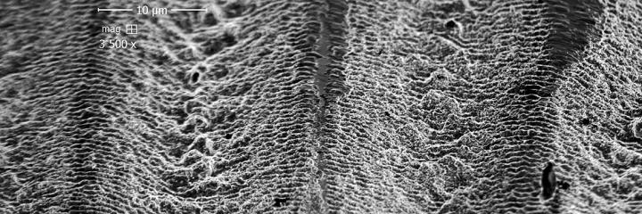 Surface of the GaAs Ablated Antenna