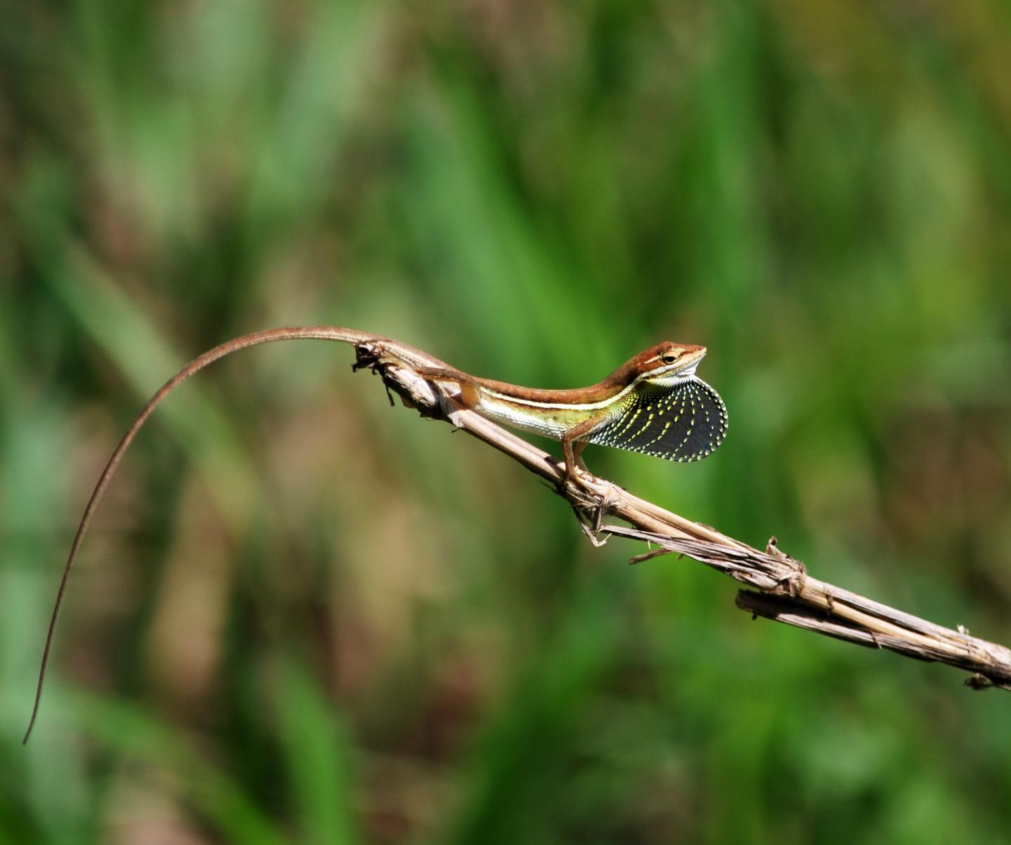 <i>Anolis auratus</i>